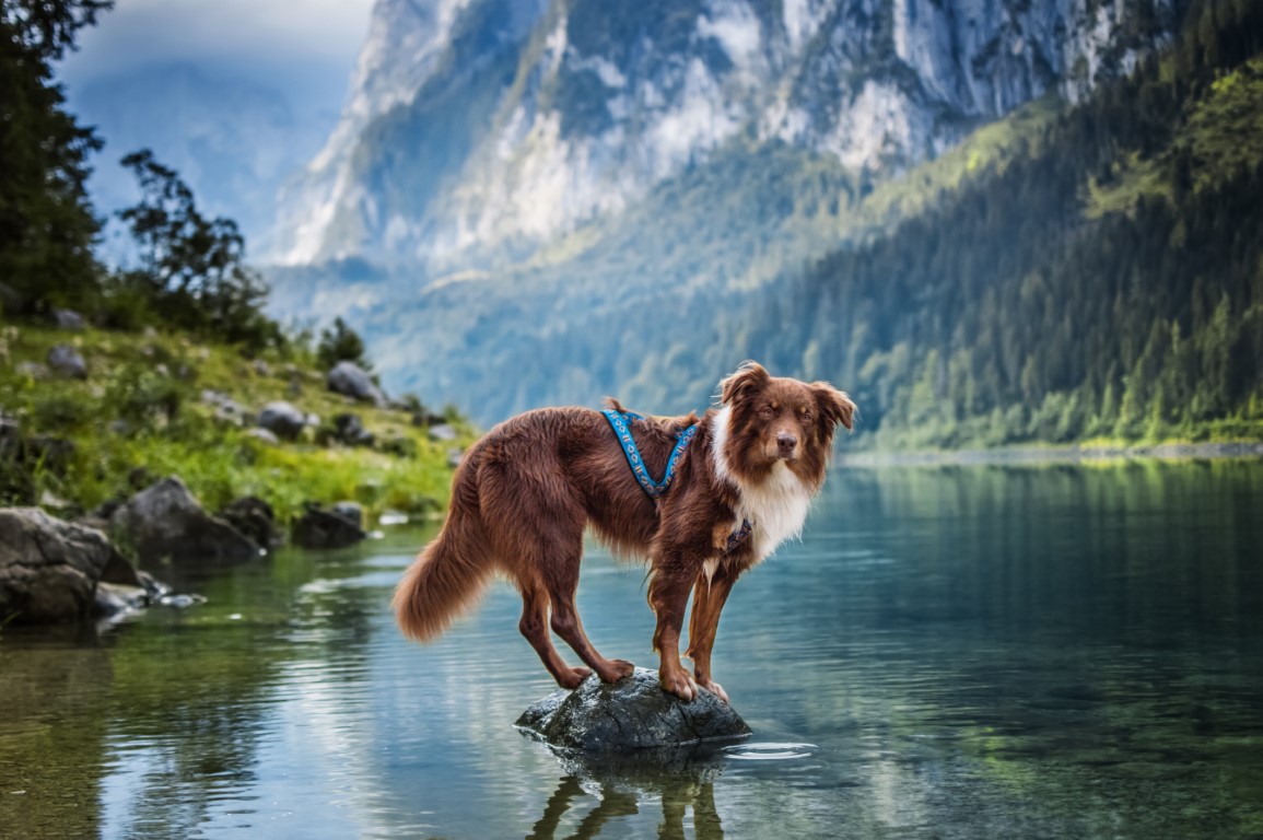 hund-wanderausflug-bergsee.jpg